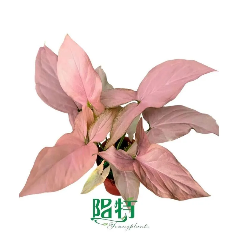 Foshan Youngplants - Tissue Culture Plants Micropropegation Cuttings In Vitro Supply Syngonium podophyllum 'Maya Red' 1