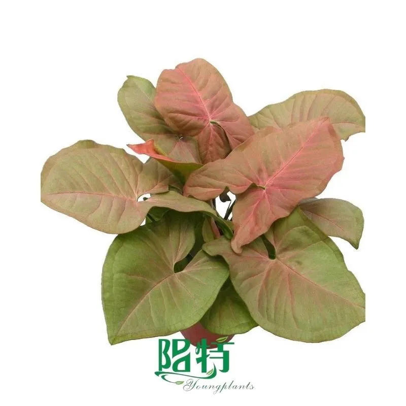 Foshan Youngplants - Tissue Culture Plants Micropropegation Cuttings In Vitro Supply Syngonium Neon 1
