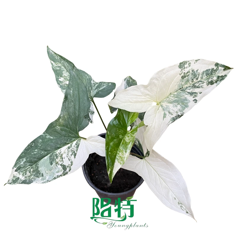 Foshan Youngplants - Cutting Live Plants Syngonium podophyllum albo variegatum 1