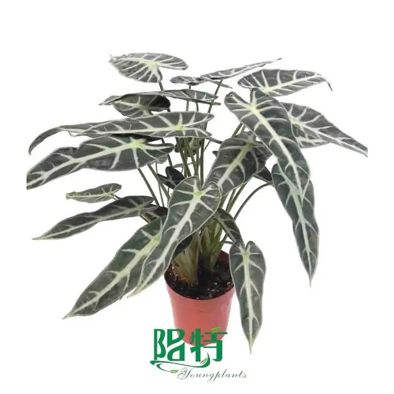 algo plant | Youngplants