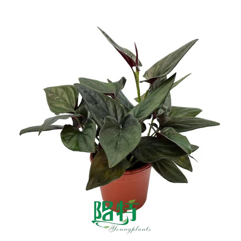 Foshan Youngplants | Syngonium erythrophyllum Red Arrow 1