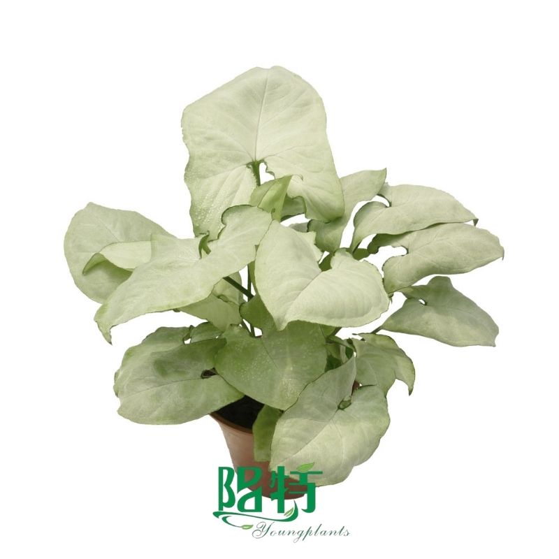types of alocasia | Youngplants