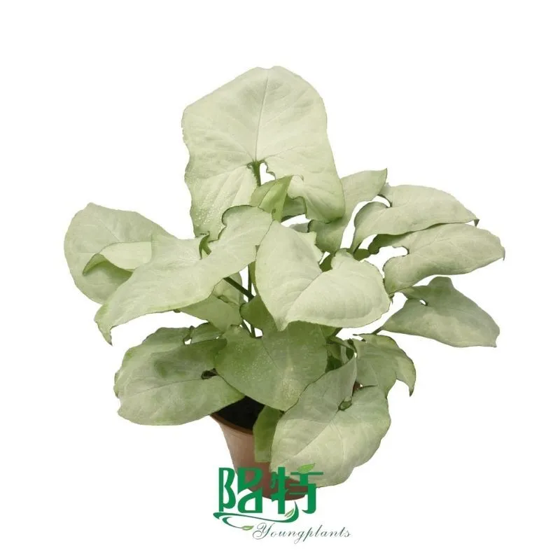 Foshan Youngplants - Tissue Culture Plants Micropropegation Cuttings In Vitro Supply Syngonium podophyllum 'Holly' 1