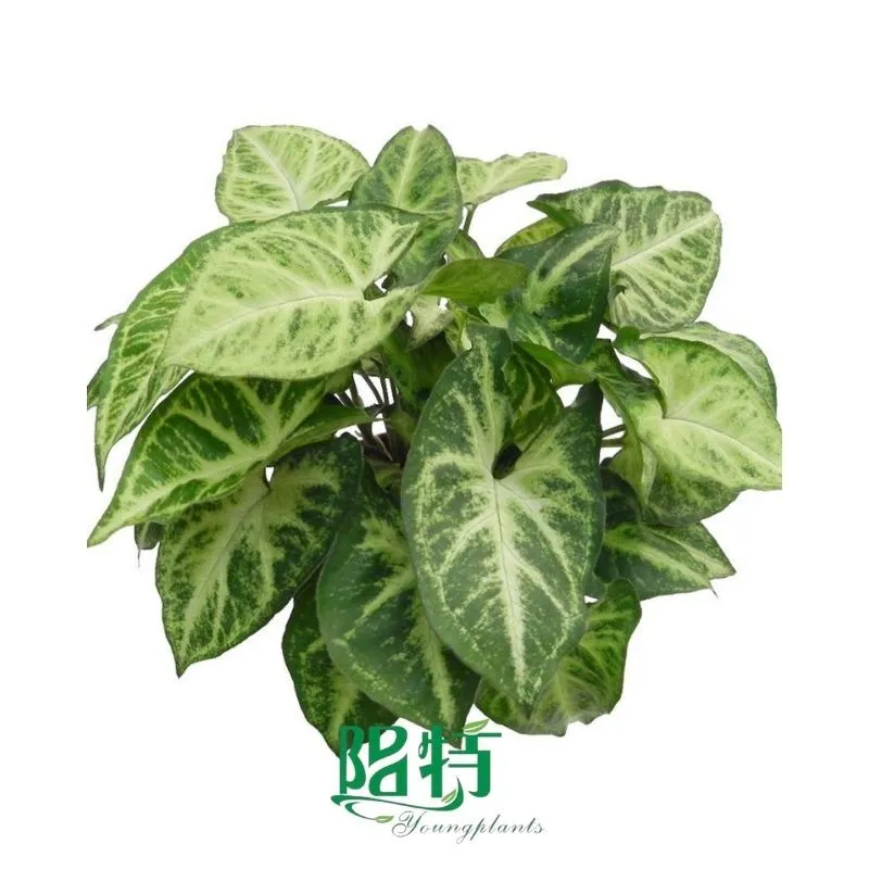 Foshan Youngplants - Tissue Culture Plants Micropropegation Cuttings In Vitro Supply Syngonium podophyllum 'Robusta' 1