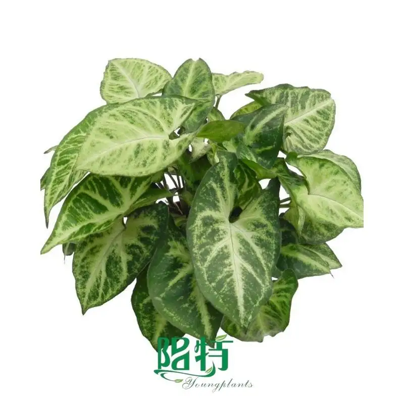 what is aglaonema commutatum plant care | Youngplants