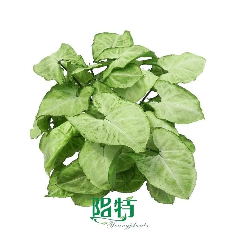Foshan Youngplants - Tissue Culture Plants Micropropegation Cuttings In Vitro Supply Syngonium podophyllum 'Snow White' 1