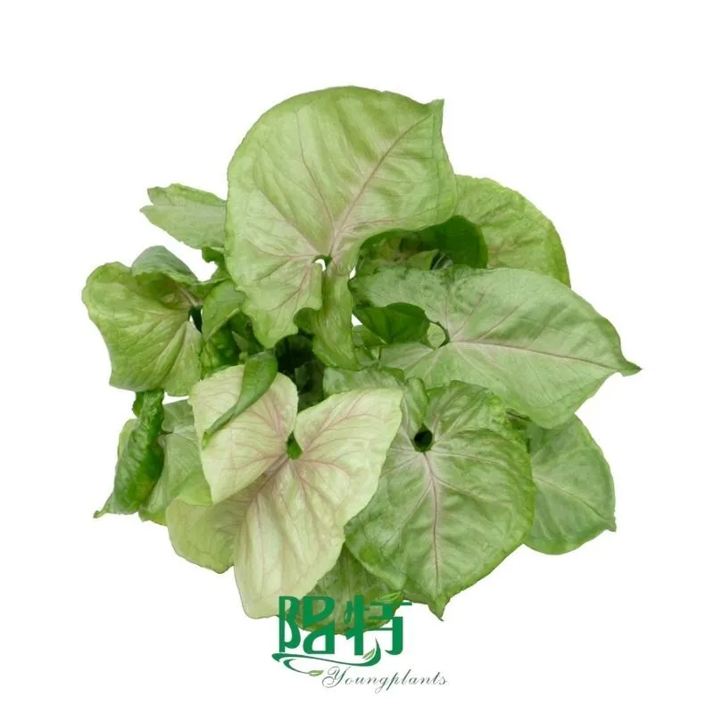 Foshan Youngplants - Tissue Culture Plants Micropropegation Cuttings In Vitro Supply Syngonium podophyllum 'Roxana' 1