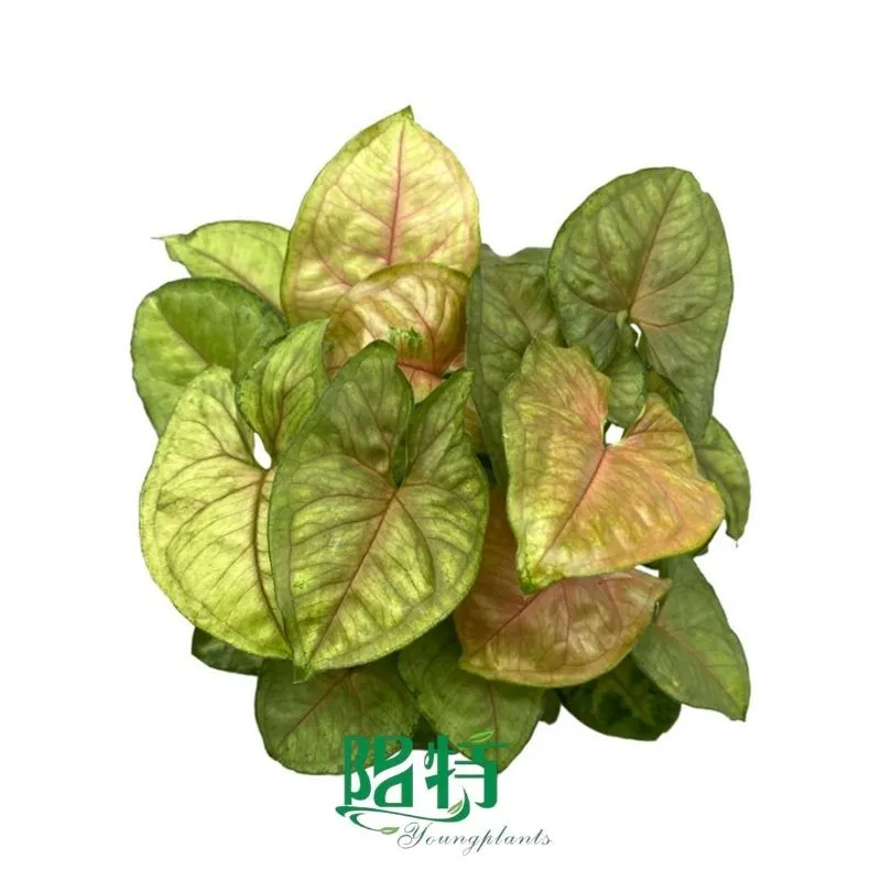 Foshan Youngplants - Tissue Culture Plants Micropropegation Cuttings In Vitro Supply Syngonium podophyllum 'Maria' 1