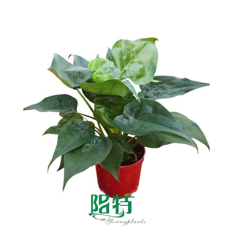 The Reasons Why We Love aglaonema leprechaun