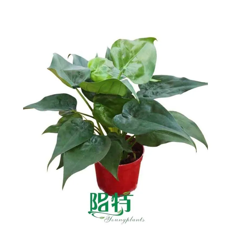 Foshan Youngplants -  Tissue Culture Plants Micropropegation Cuttings In Vitro Supply Alocasia cucullata 1