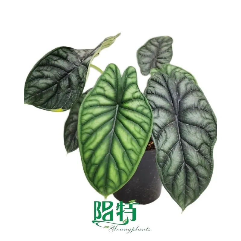 Foshan Youngplants -  Tissue Culture Plants Micropropegation Cuttings In Vitro Supply Alocasia baginda 'Dragon Scale' 1