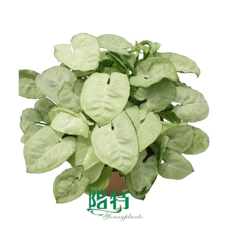Foshan Youngplants - Tissue Culture Plants Micropropegation Cuttings In Vitro Supply Syngonium Silver Butterfly 1