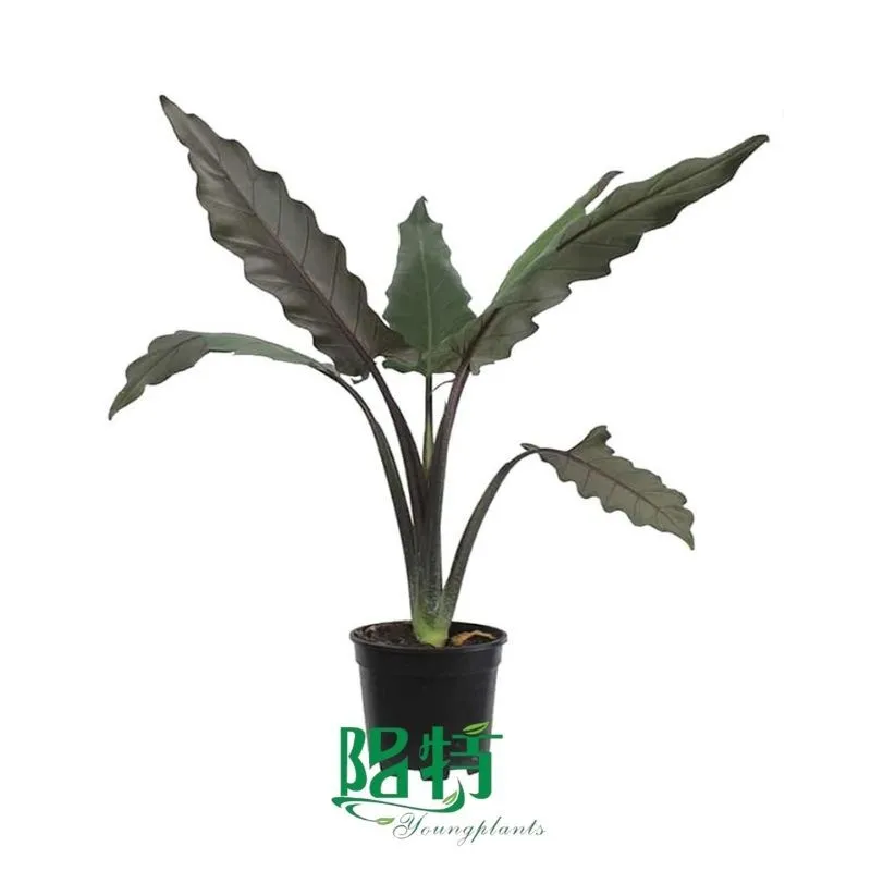 Foshan Youngplants -  Tissue Culture Plants Micropropegation Cuttings In Vitro Supply Alocasia Lauterbachiana 1