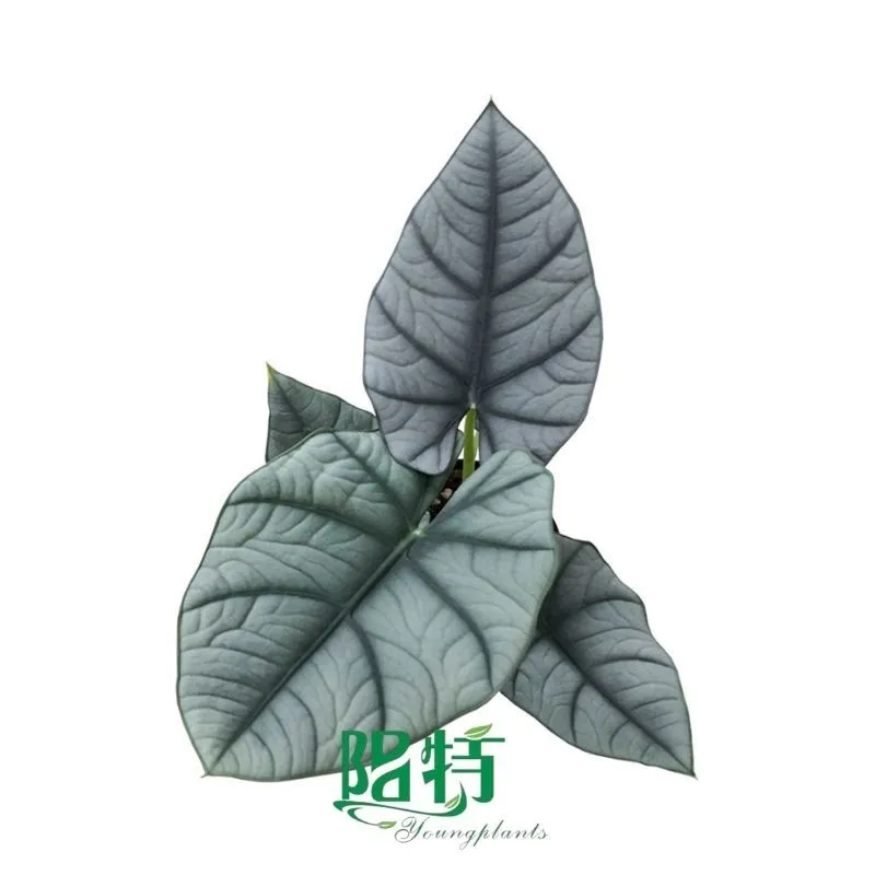 Foshan Youngplants -  Tissue Culture Plants Micropropegation Cuttings In Vitro Supply Alocasia nebula 'Elaine' 1