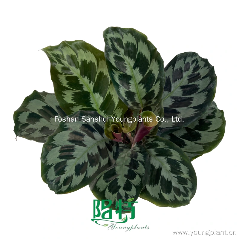 Foshan Youngplants - Calathea 'Helen Kennedy' Wholesale Tissue Culture Plants New Rare 1