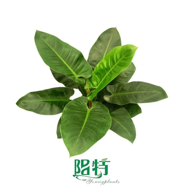 Foshan Youngplants - Tissue Culture Plants Micropropegation Cuttings In Vitro Supply Philodendron 'Imperial Green' 1