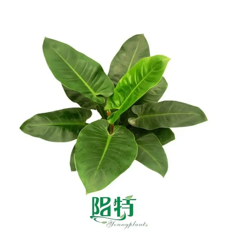 Here's What People Are Saying About aglaonema pink star