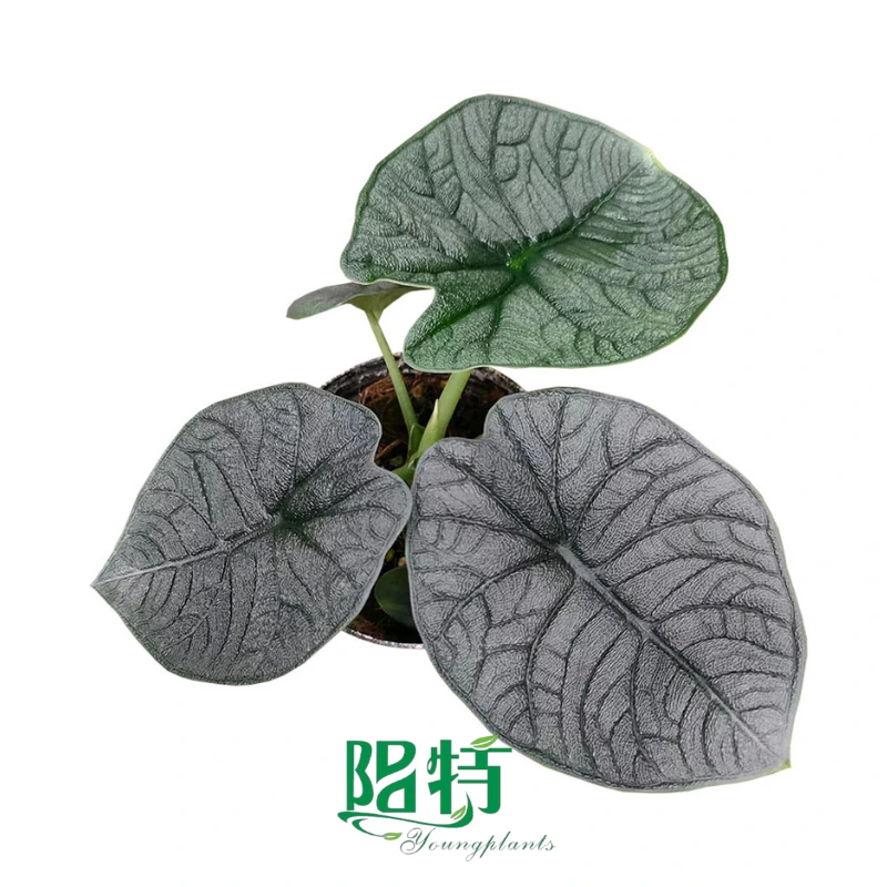 Foshan Youngplants | Alocasia melo Tissue Culture Plants Micropropegation Cuttings In Vitro Supply 1