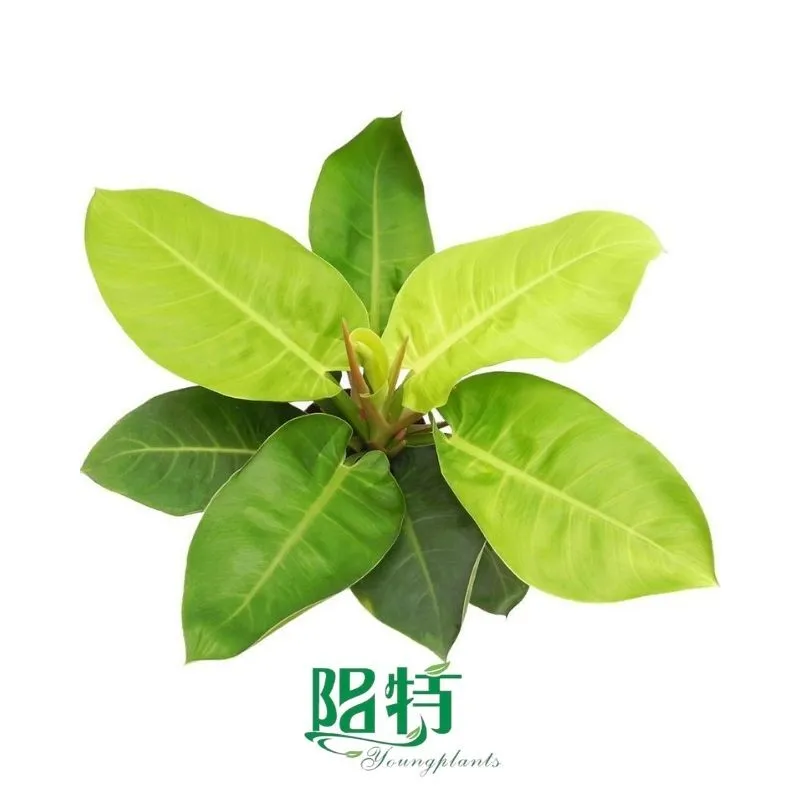 Foshan Youngplants - Tissue Culture Plants Micropropegation Cuttings In Vitro Supply Philodendron 'Imperial Golden' 1