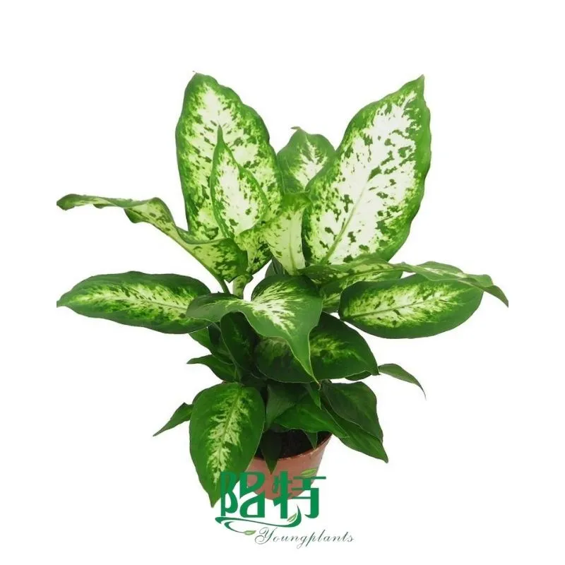 Foshan Youngplants - Dieffenbachia Compacta Plug Plants Tissue Culture Cuttings Indoor/Outdoor Wholesale for Growers 1