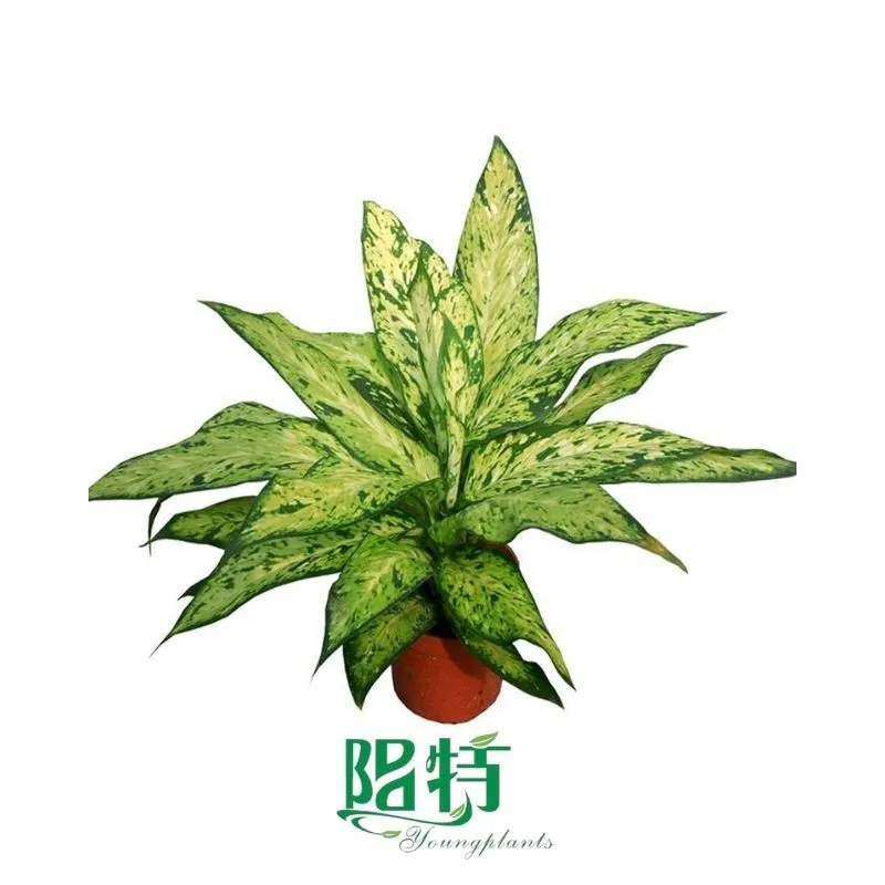 Foshan Youngplants - Plug Plants Tissue Culture Cuttings Indoor/Outdoor Wholesale for Growers Dieffenbachia Star Bright 1