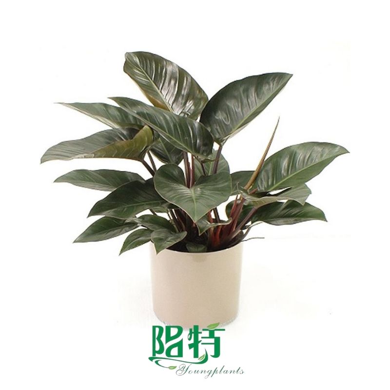 Here's What People Are Saying About aglaonema leaves drooping