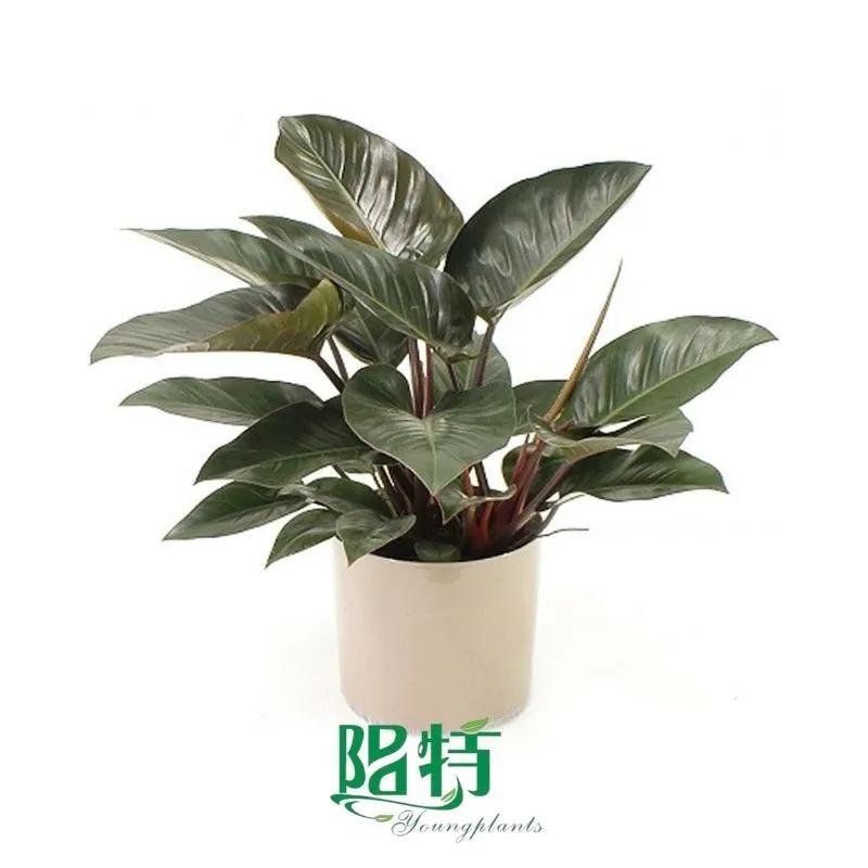 Foshan Youngplants - Tissue Culture Plants Micropropegation Cuttings In Vitro Supply Philodendron Rojo Congo 1