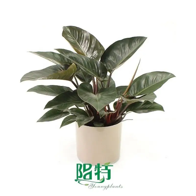 Fully Utilize aglaonema chinese evergreen plant care To Enhance Your Business