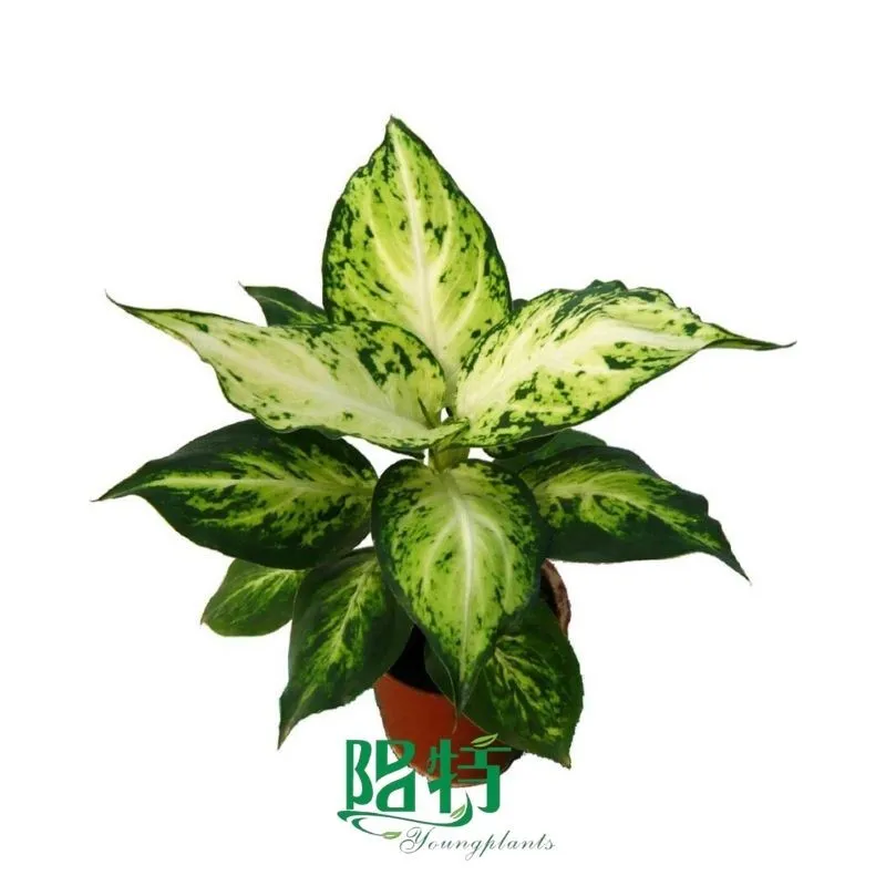 Foshan Youngplants - Plug Plants Tissue Culture Cuttings Indoor/Outdoor Wholesale for Growers Dieffenbachia Amy 1