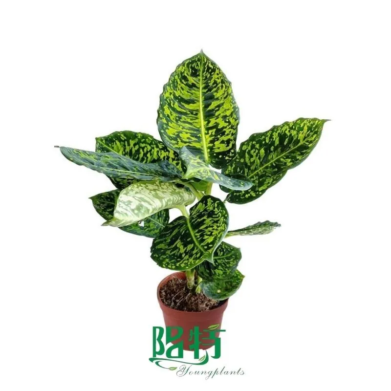 Foshan Youngplants - Plug Plants Tissue Culture Cuttings Indoor/Outdoor Wholesale for Growers Dieffenbachia Reflector 1