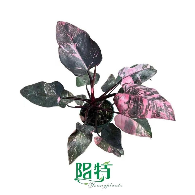 How To Own pink chinese evergreen flower For Free