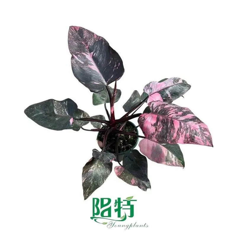 Foshan Youngplants - Tissue Culture Plants Micropropegation Cuttings In Vitro Supply Philodendron 'Pink Princess Marble' 1