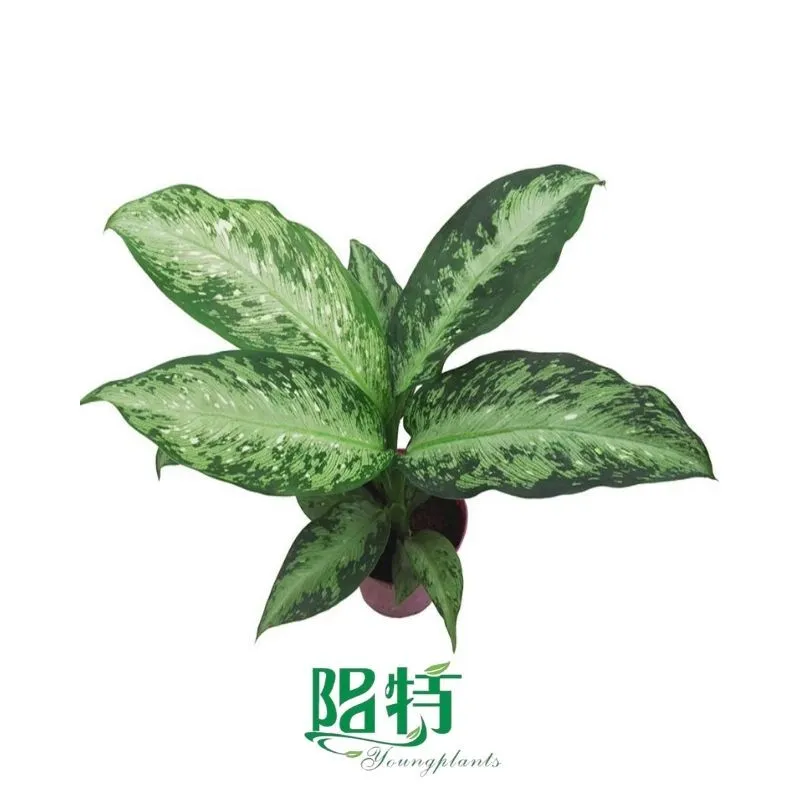 Foshan Youngplants - Plug Plants Tissue Culture Cuttings Indoor/Outdoor for Growers Dieffenbachia Tiki(Dumb Cane) 1