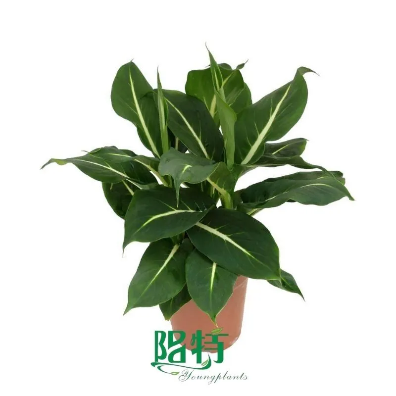 Foshan Youngplants - Plug Plants Tissue Culture Cuttings Indoor/Outdoor Wholesale for Growers Dieffenbachia Green Magic 1