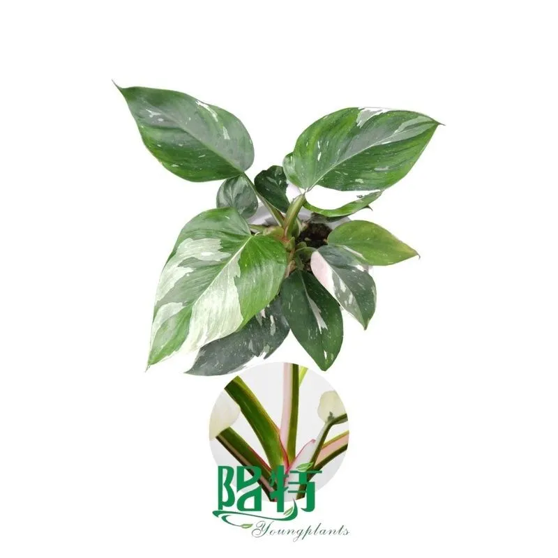 Foshan Youngplants - Philodendron white princess Tissue Culture Plants Micropropegation Cuttings In Vitro Supply 1