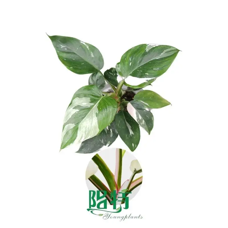 Here's What People Are Saying About aglaonema crispum