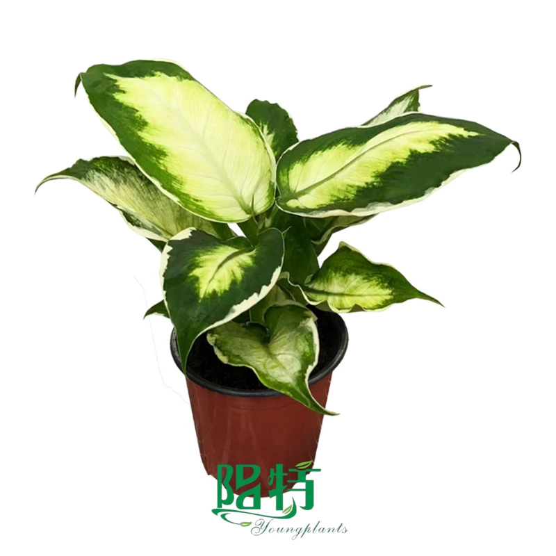 Foshan Youngplants - Dieffenbachia amoena Cool Beauty Cool Indoor/Outdoor Wholesale for Growers 1