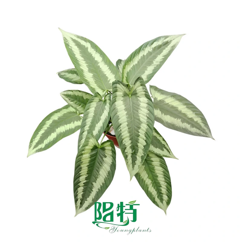Foshan Youngplants - Schismatoglottis Wallichii Tissue Culture Live Plants Wholesale for Growers 1
