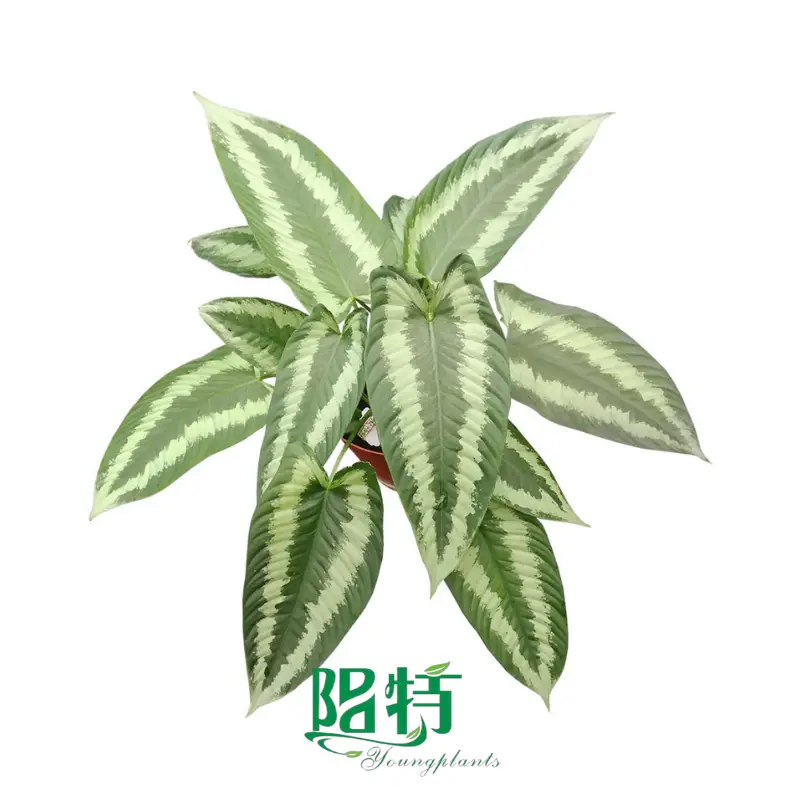 pink chinese evergreen | Youngplants