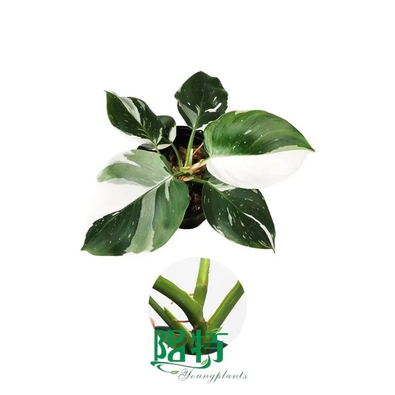 Foshan Youngplants - Tissue Culture Plants Micropropegation Cuttings In Vitro Supply Philodendron White Wizard 1