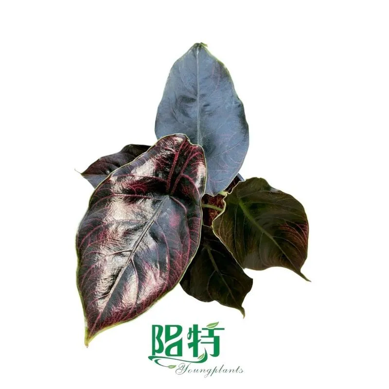 Foshan Youngplants - Alocasia Spp. Azlanii Red Vein Tissue Culture Tray Live Rare Plants Others Alocasia 1