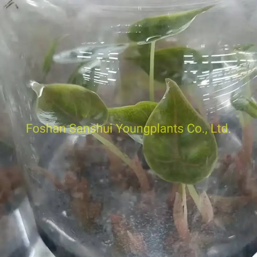 Custom alocasia polly Manufacturers Manufacturer | Youngplants 2
