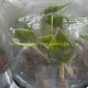 Custom alocasia polly Manufacturers Manufacturer | Youngplants 2
