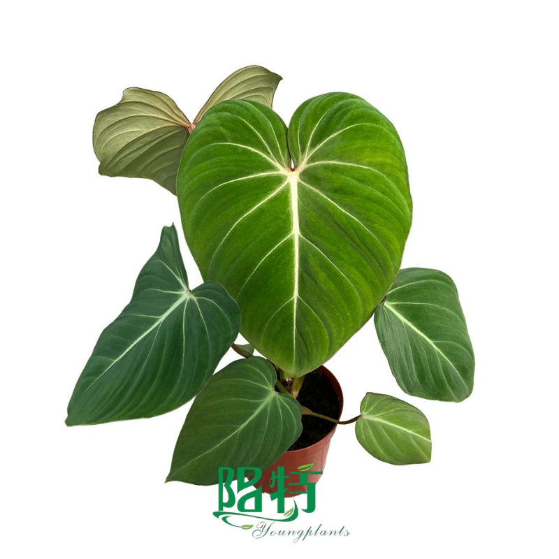 Foshan Youngplants - Philodendron Gloriosum 1
