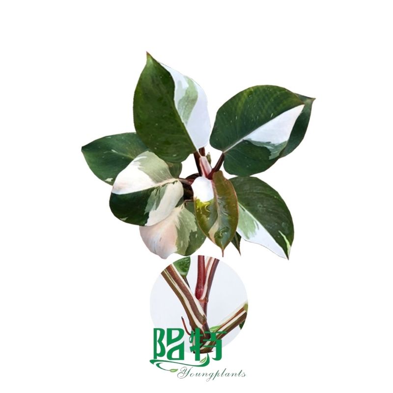 chinese evergreen colors | Youngplants