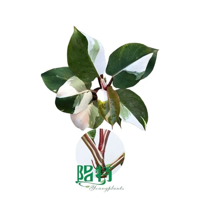 Foshan Youngplants - Tissue Culture Plants Micropropegation Cuttings In Vitro Supply Philodendron White Knight 1