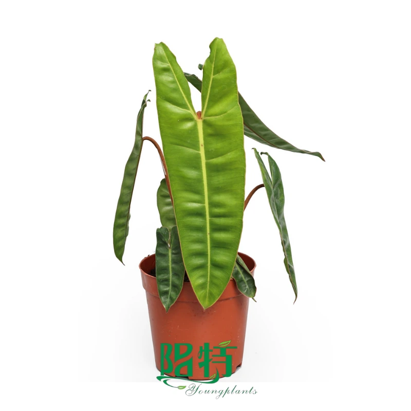 Foshan Youngplants - Philodendron billietiae Tissue Culture Plants Micropropegation Cuttings plugs Supply 1