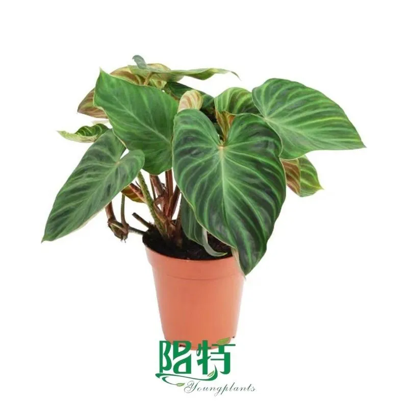 Foshan Youngplants - Tissue Culture Plants Micropropegation Cuttings In Vitro Supply Philodendron Verrucosum 1