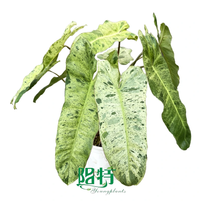Foshan Youngplants | Philodendron 'Paraiso Verde' Wholesale Tissue Culture Plants Tropical 1