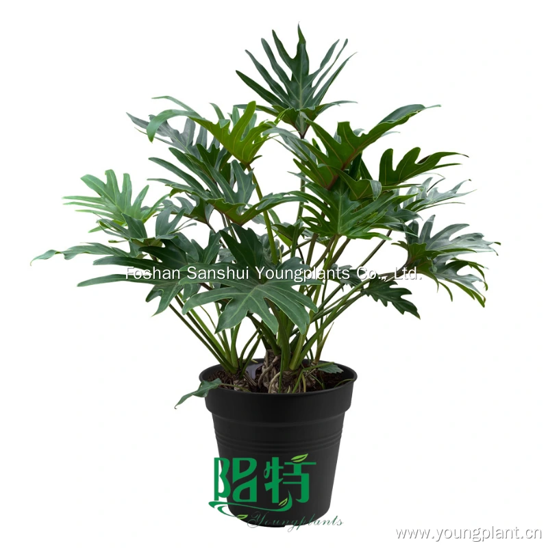 Foshan Youngplants | Philodendron selloum 'Giant Xanadu' Plants Supply Tissue Culture and Tray Liners 1
